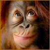 Avatars_Animals_Orangutan.jpg