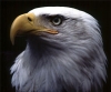 aAn_Eagle.jpg