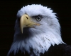 aAn_Eagle2.jpg