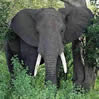aAn_Elephant.jpg