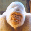 aAn_WhiteApe.gif