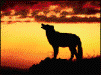 aAn_dWolfHowl3.gif