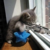 aFu_SniperKitty.jpg
