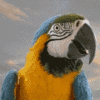 avatar0408.gif