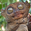 avatar0972.jpg