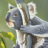 avatar0978.jpg