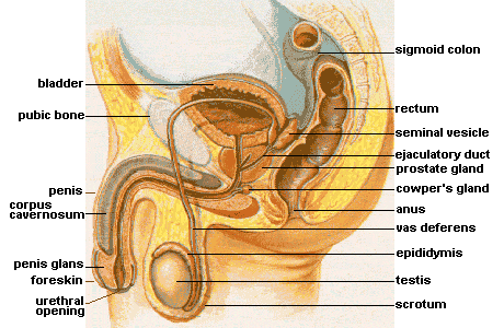 Cross-section of the male genitals