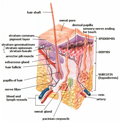 Wikipedia picture of all skin layers