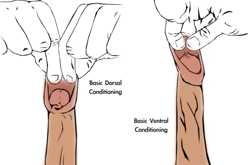 Foreskin restoration basic manual tugging method 3