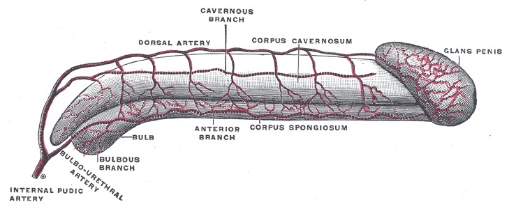 Internal structure of the penis