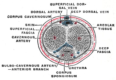 End view of penis structure