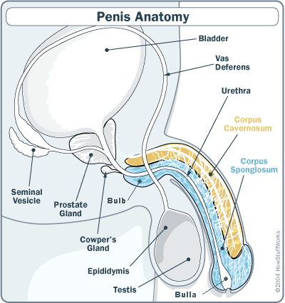 How stuff works: penis anatomy showing the bulla